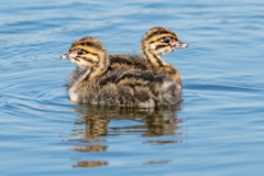 White-Tufted Grebe photo 4