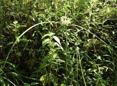Cyperus exaltatus
