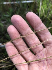 Aristida virgata