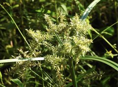 Cyperus exaltatus