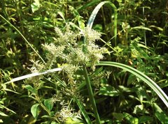 Cyperus exaltatus