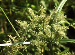 Cyperus exaltatus