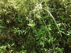 Cyperus exaltatus