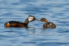 White-Tufted Grebe photo 3