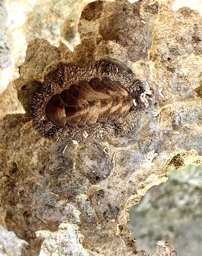 Acanthopleura granulata