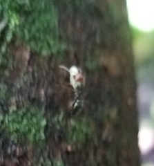 Camponotus sexguttatus