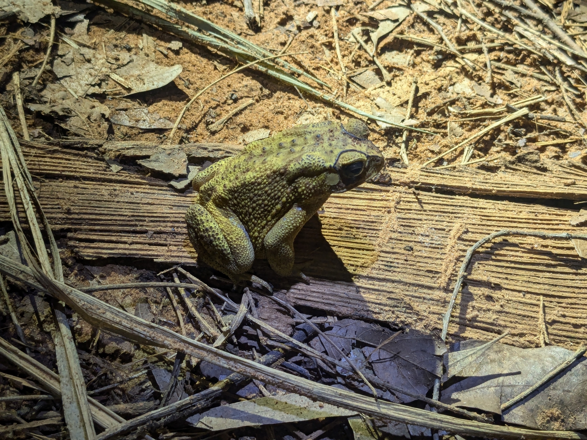 Indian Common True Toad