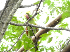 Psittacara leucophthalmus