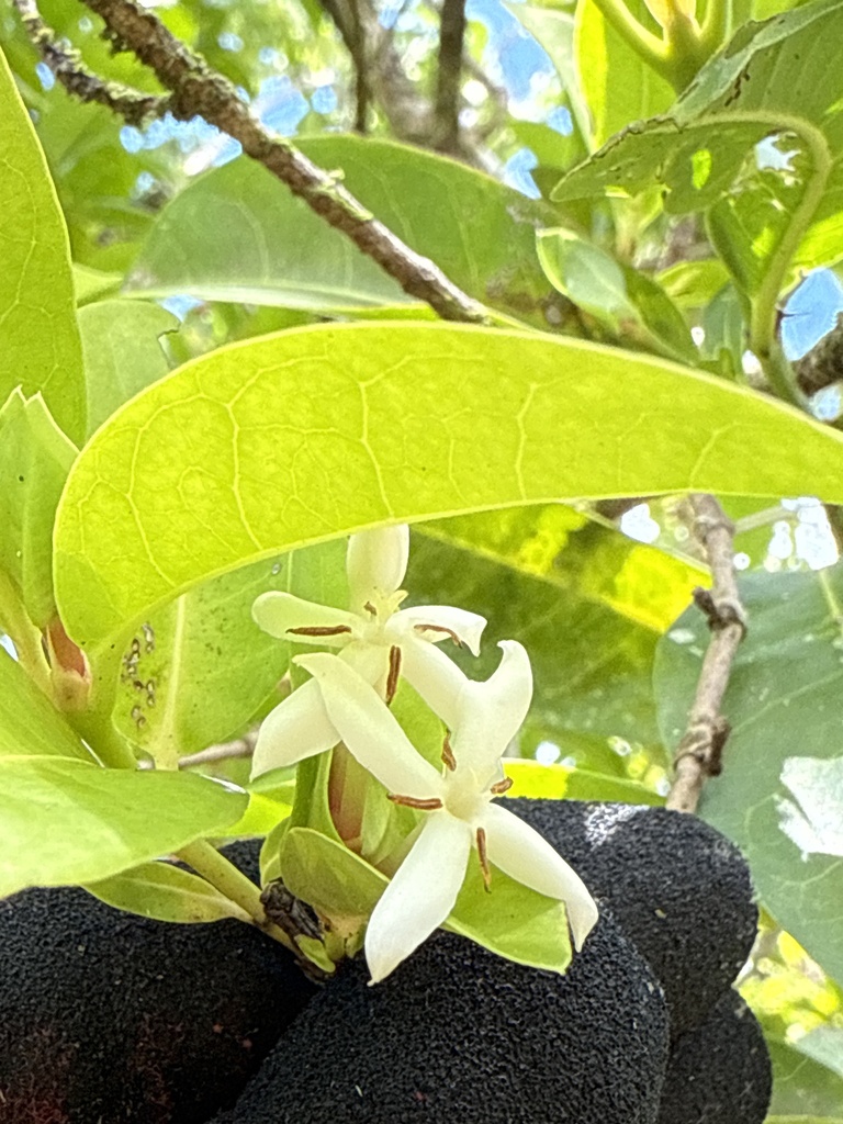 Ixora triantha