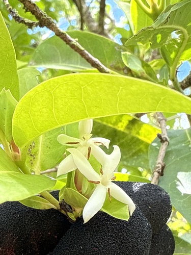 Ixora triantha