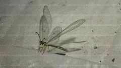 Brachynemurus
