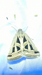 Callistege diagonalis