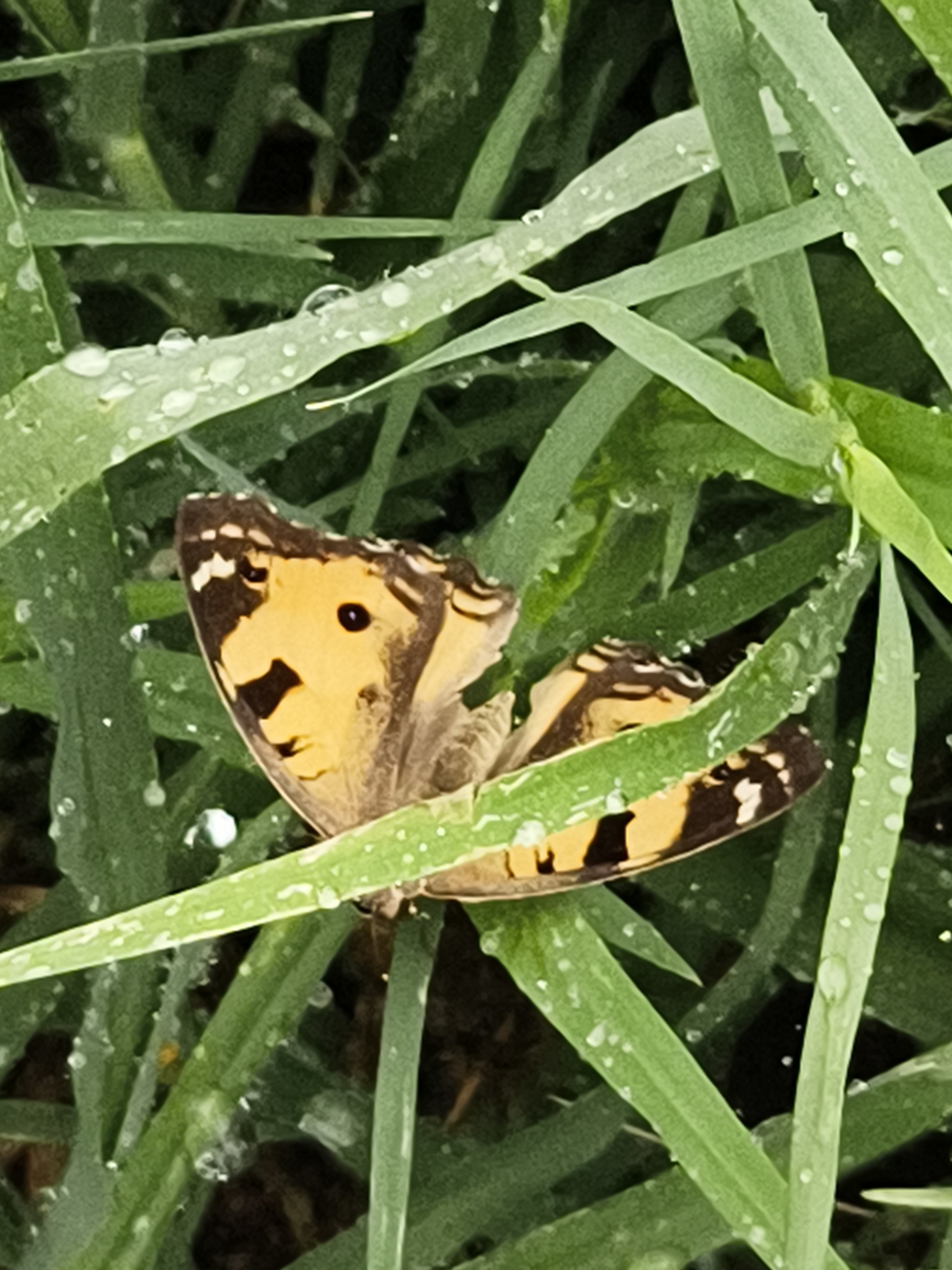 Yellow Pansy