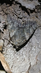 Catocala neogama euphemia