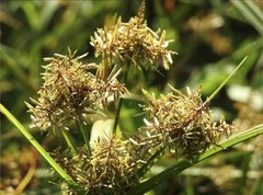 Cyperus exaltatus