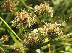 Cyperus exaltatus
