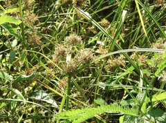 Cyperus exaltatus