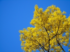 Schizolobium parahyba