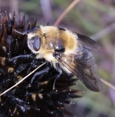 Cephenemyia
