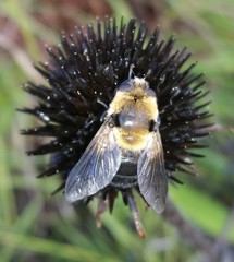 Cephenemyia
