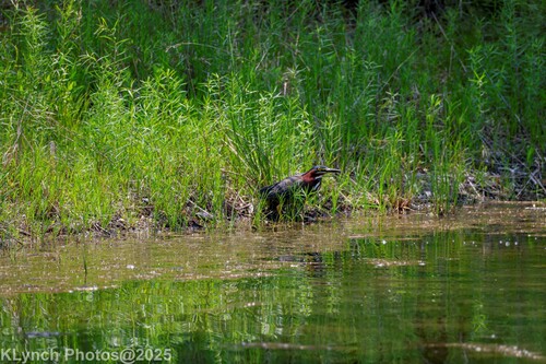 Green Heron photographed in Massachusetts