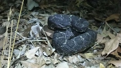 Crotalus cerberus
