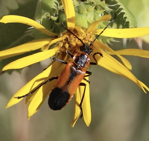 Chauliognathini