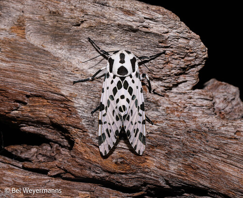 Hypercompe brasiliensis Oberthür, 1881