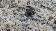 Dasymutilla sicheliana