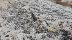 Dasymutilla sicheliana