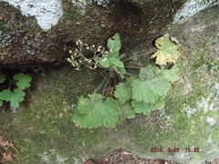 Heuchera missouriensis