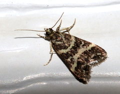 Scoparia spelaea