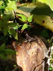 Anolis anisolepis