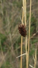 Euphoria leucographa