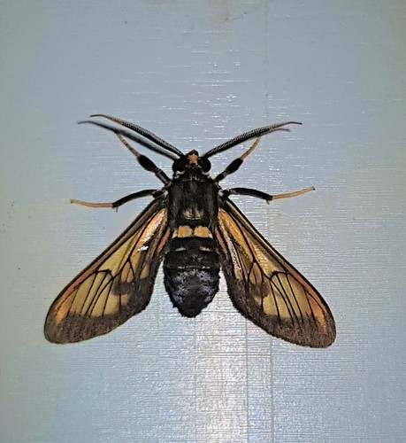 Laemocharis varia