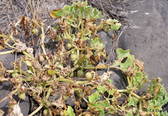 Exodeconus miersii