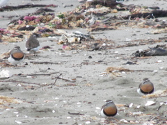 Charadrius modestus