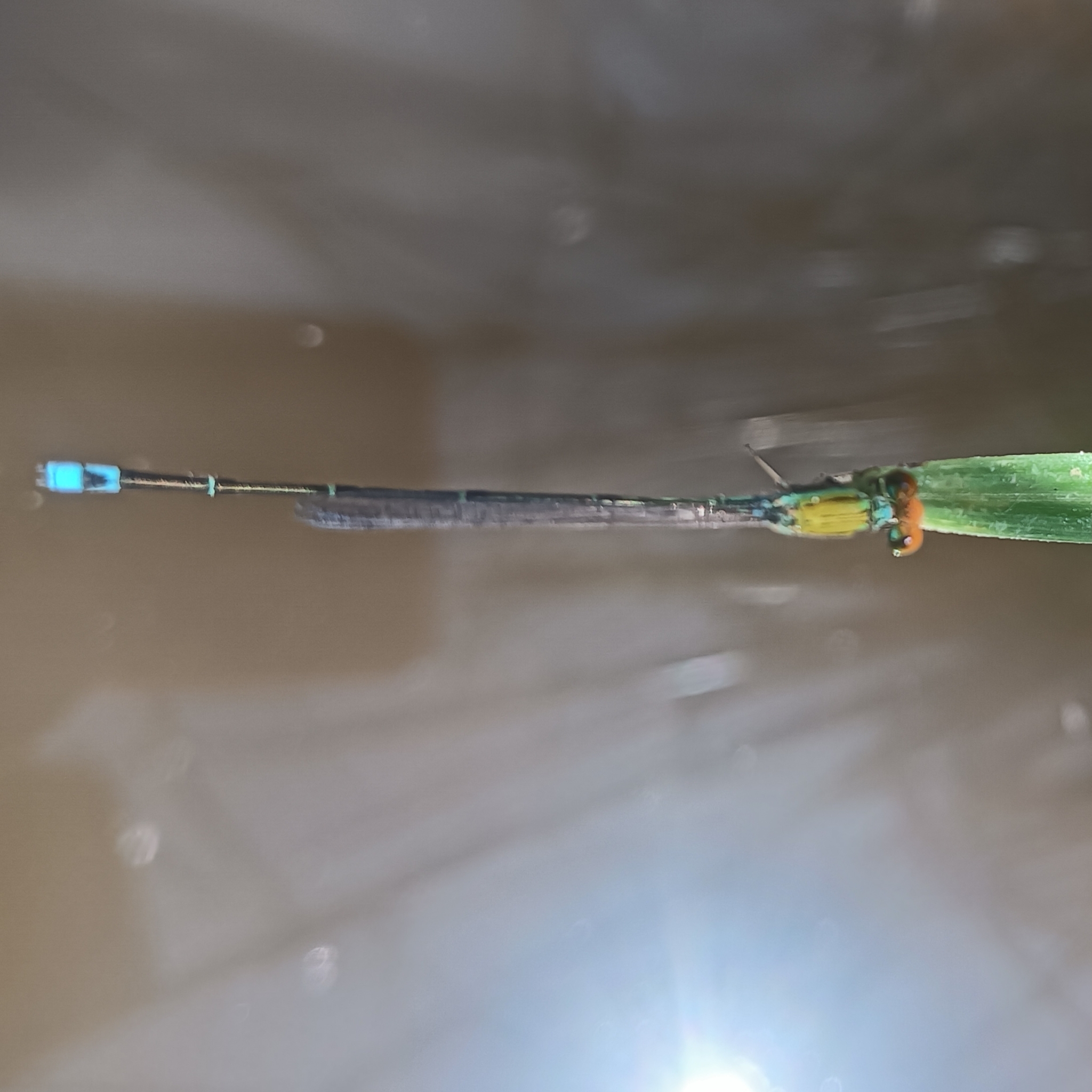 Orange-Faced Sprite