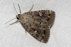 Amyna spilonota