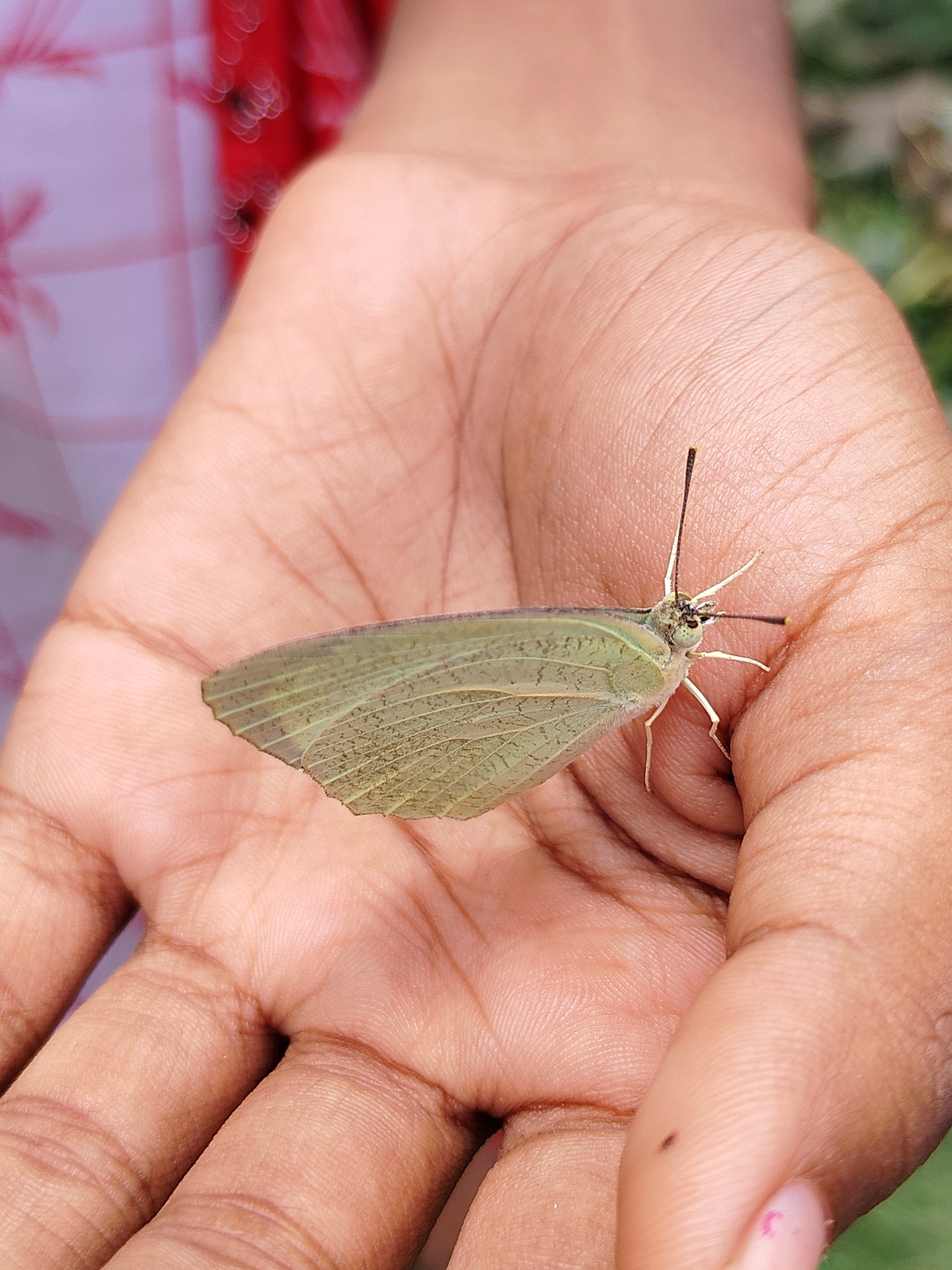 Mottled Emigrant