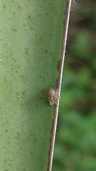 Hamataliwa grisea