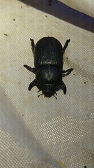 Hemiphileurus illatus