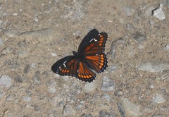 Limenitis arthemis x archippus