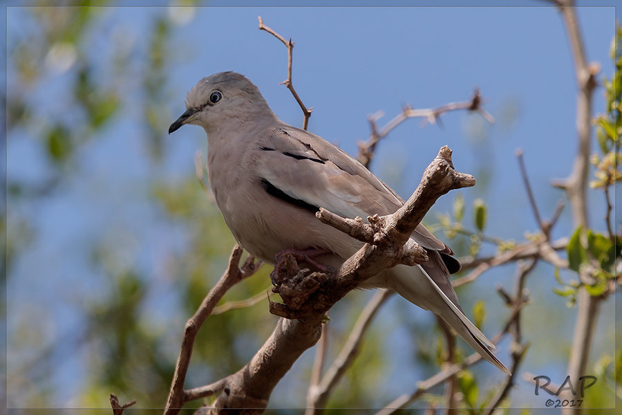 Picui Ground Dove