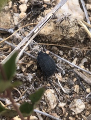 Eusattus reticulatus