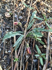 Viola pinetorum grisea