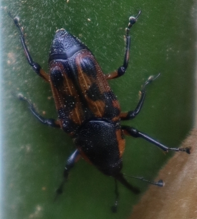 Otidognathus jansoni
