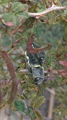 Hippomelas planicauda