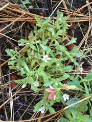 Nemophila spatulata