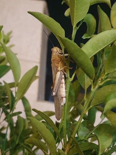 Egyptian Bird Grasshopper